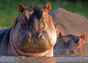489970-hippos-chobe-national-par