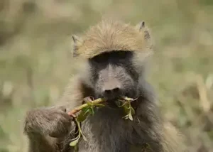 1012400-baboon-chobe-river