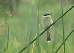 1015998-little-beeeater-in-the-k
