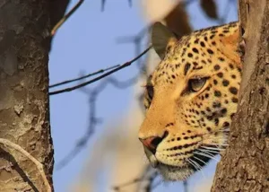 1017893-leopard-chobe-national-p