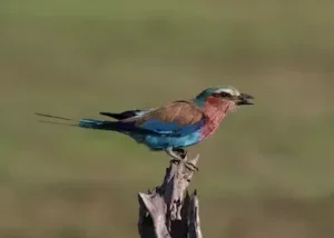 1017894-lilac-breasted-roller-ch