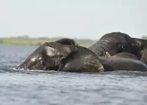 1313170-elephant-in-the-linyanti