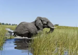 1313174-elephant-in-the-okavango