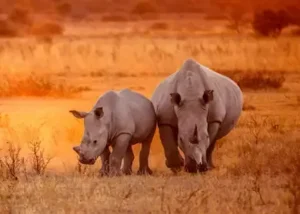 1313385-rhino-in-etosha