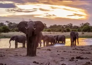 1315045-elephants-at-a-waterhole