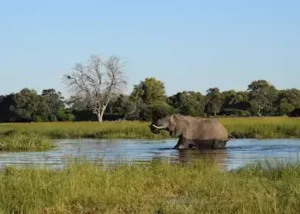 1342365-elephant-in-the-okavango