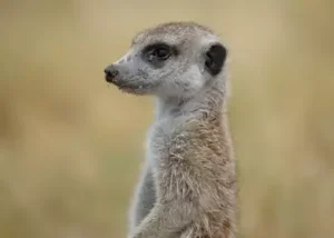14380-meerkats-in-the-makgadikga