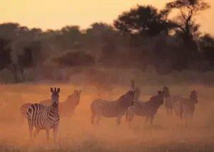 14473-dawn-in-the-nxabega-conces