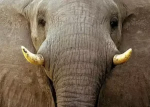 14541-moremi-wildlife-reserve-bo