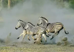14579-zebra-kicking-up-the-dust