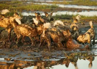 14636-wild-dog-on-a-kill