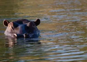 15982744-hippo-in-the-zambezi-ri