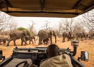 16017388-elephants-in-chobe-nati (1)