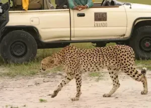 178589-game-viewing-from-kwara-c