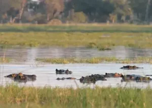 178612-hippo-in-the-kwara-conces