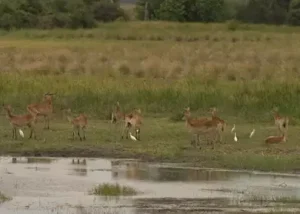 178613-lechwe-in-the-kwara-conce