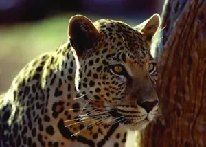18048-leopard-at-okonjima