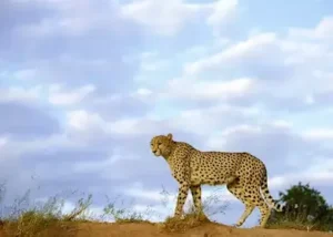 18063-cheetah-in-namibia