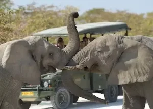 18325-elephants-in-etosha-nation