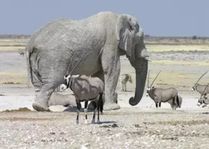 18332-elephant-in-etosha-nationa