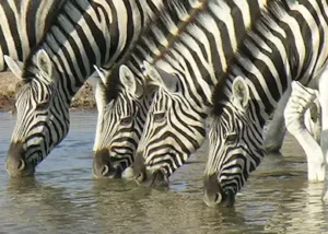 18337-zebra-drinking-in-etosha-n