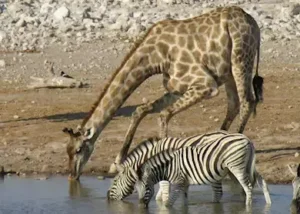 18339-etosha-national-park
