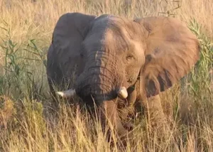 18478-elephant-in-the-papyrus
