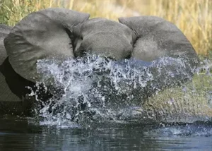 193325-elephant-splashing