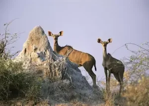 193332-kudu-on-a-termite-mound