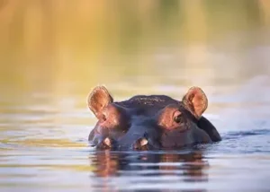 193333-hippo-namibia