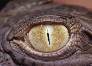 212389-crocodile-eye-zambia