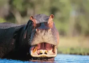 212390-hippo-zambia
