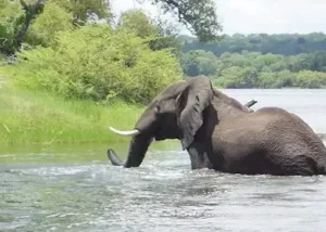 22620-elephant-in-the-zambezi-ri