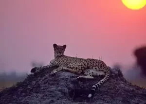 238397-cheetah-at-sunset-selinda