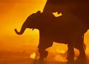 238399-elephants-on-selinda-conc