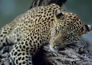 238406-sleeping-leopard-selinda