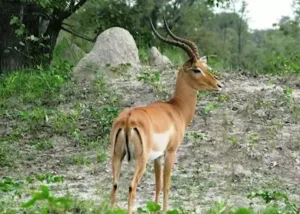 249688-impala-mudumu-and-mamili