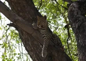 307584-leopard-moremi-wildlife-r