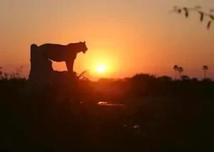 319478-lion-at-sunset-in-the-dub