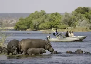 319735-viewing-hippo-on-a-boat-t