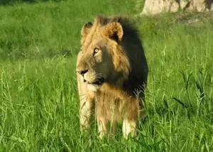 328725-lion-kwara-concession