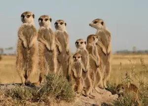 359499-meerkats
