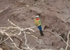 370791-little-beeeater-chobe-riv