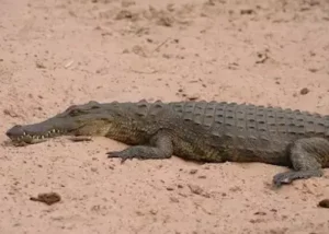 370794-young-crocodile-on-the-ba