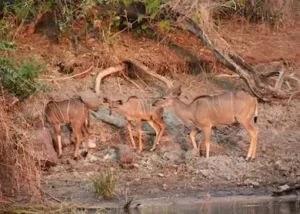 370796-young-kudu-females-on-the