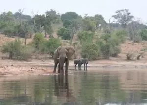 370802-elephant-on-the-banks-of