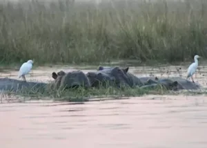 370805-hippos-and-white-egrets-i