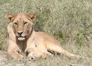 370917-young-male-lion-kwara-con