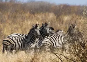 382896-zebra-popa-falls