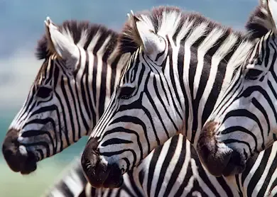 489968-zebras-chobe-national-par